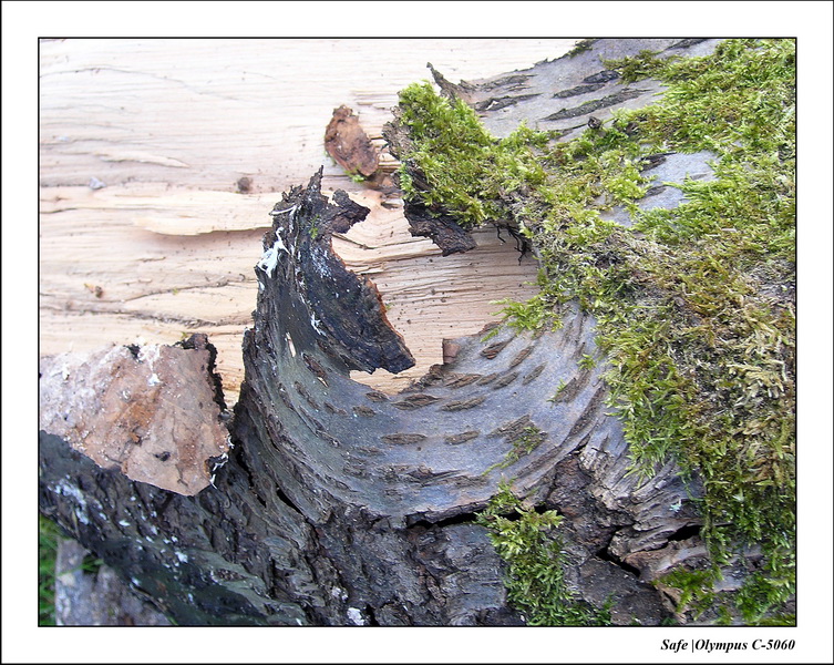 2006 - 05 - Macro 07